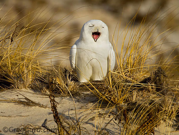 ressemer-sa-propre-recolte-est-interdit-ou-taxe-pour-les-agriculteurs-4