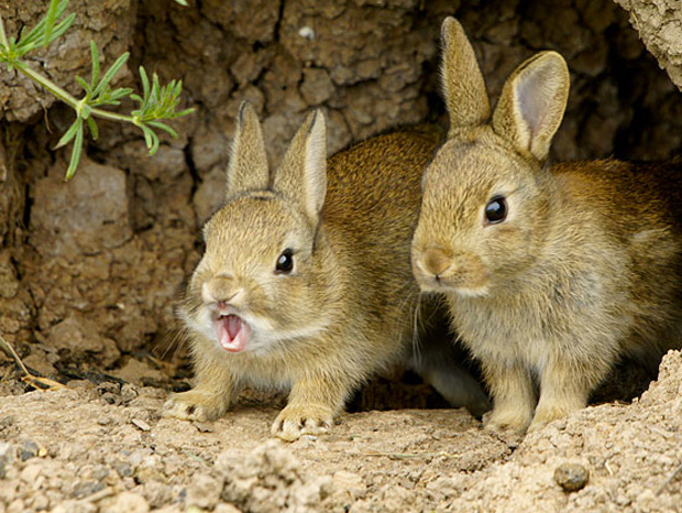 ressemer-sa-propre-recolte-est-interdit-ou-taxe-pour-les-agriculteurs-5