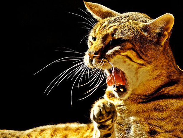 ressemer-sa-propre-recolte-est-interdit-ou-taxe-pour-les-agriculteurs-6