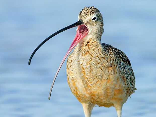 ressemer-sa-propre-recolte-est-interdit-ou-taxe-pour-les-agriculteurs-7