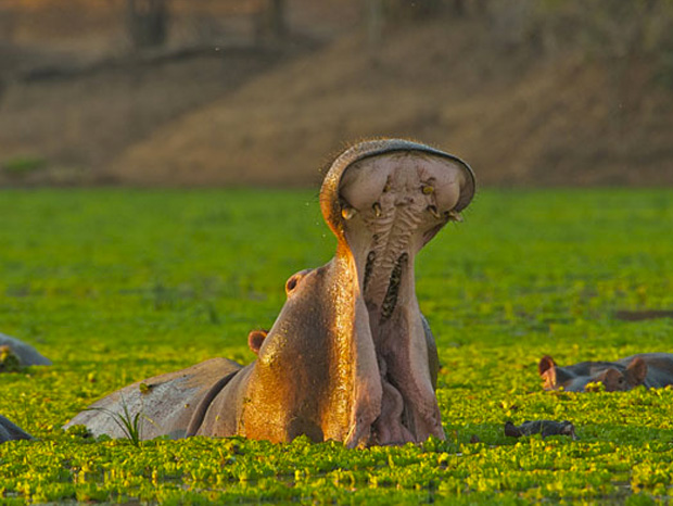 ressemer-sa-propre-recolte-est-interdit-ou-taxe-pour-les-agriculteurs-8