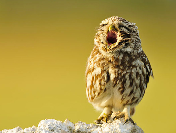 ressemer-sa-propre-recolte-est-interdit-ou-taxe-pour-les-agriculteurs-9