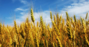 ressemer-sa-propre-recolte-est-interdit-ou-taxe-pour-les-agriculteurs-une