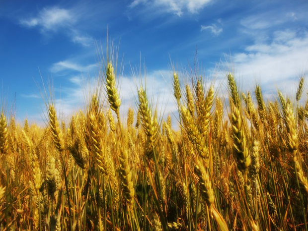 ressemer-sa-propre-recolte-est-interdit-ou-taxe-pour-les-agriculteurs-une