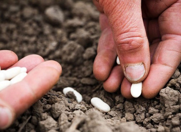 ressemer-sa-propre-recolte-est-interdit-ou-taxe-pour-les-agriculteurs2