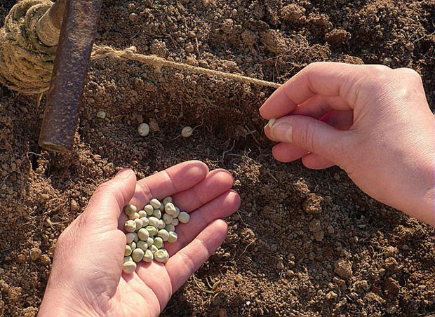 ressemer-sa-propre-recolte-est-interdit-ou-taxe-pour-les-agriculteurs3
