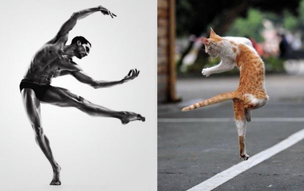 tout-ce-que-les-filles-adorent-voir-ensemble-des-beaux-mecs-et-des-chatons-24