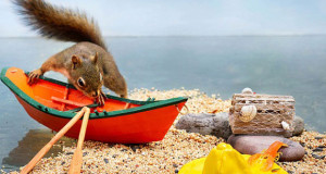 un-ecureuil-super-mignon-photographie-dans-des-positions-adorablement-humaines-une