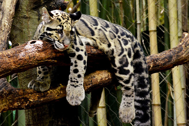 La magnifique panthère nébuleuse s’est définitivement éteinte des îles de Taiwan