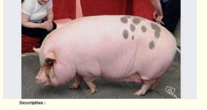 35-annonces-completement-hilarantes-publiees-sur-le-bon-coin-une