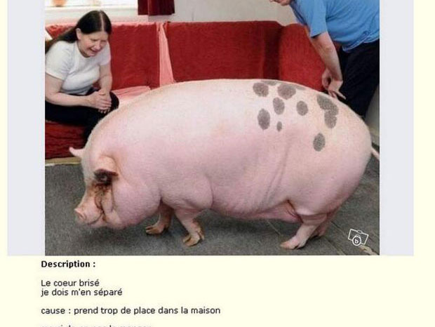 35-annonces-completement-hilarantes-publiees-sur-le-bon-coin-une