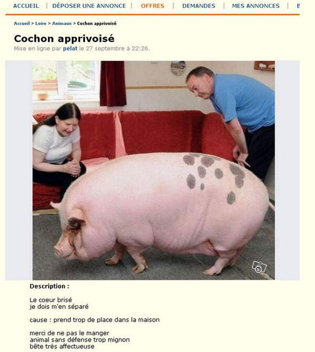 35-annonces-completement-hilarantes-publiees-sur-le-bon-coin1