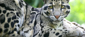 La magnifique panthère nébuleuse des îles de Taiwan s’est définitivement éteinte...