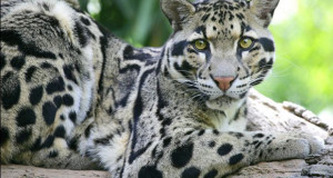 La magnifique panthère nébuleuse des îles de Taiwan s’est définitivement éteinte...