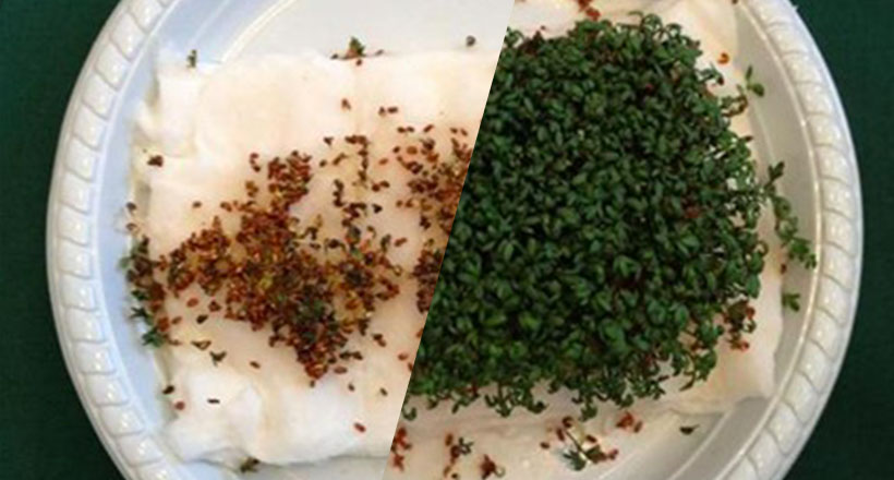 des-etudiantes-demontrent-la-nocivite-des-ondes-wifi-avec-des-resultats-effarants-une