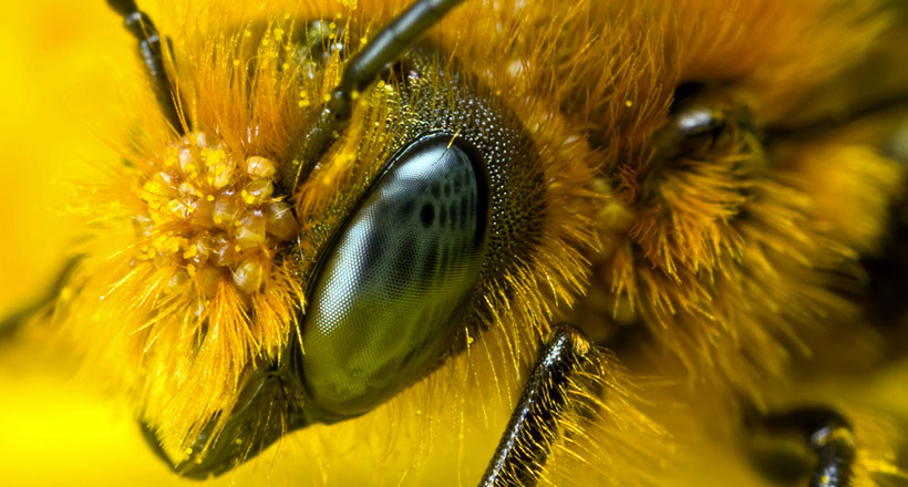 la-russie-avertit-les-etats-unis-la-disparition-des-abeilles-provoquerait-une-3eme-guerre-mondiale-une
