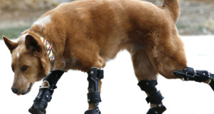 malgre-un-abandon-qui-lui-a-coute-ses-pattes-ce-chien-peut-a-courir-grace-aux-prothesesUNE
