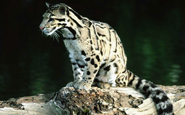 La magnifique panthère nébuleuse s’est définitivement éteinte des îles de Taiwan