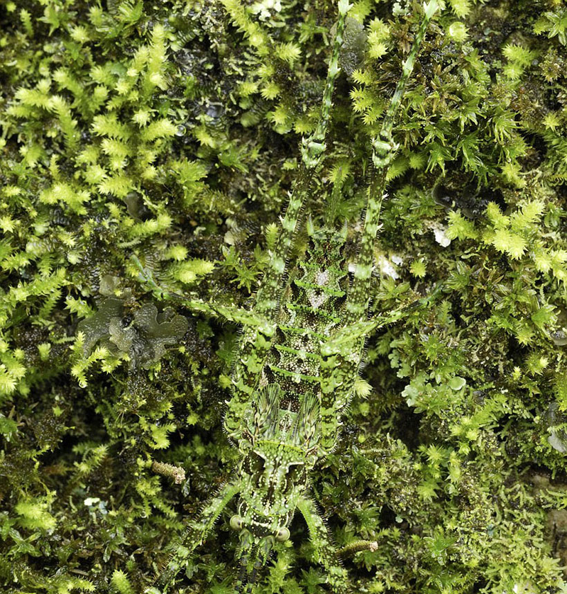 23-camouflages-spectaculaires-danimaux-qui-ne-manquent-pas-de-talent18