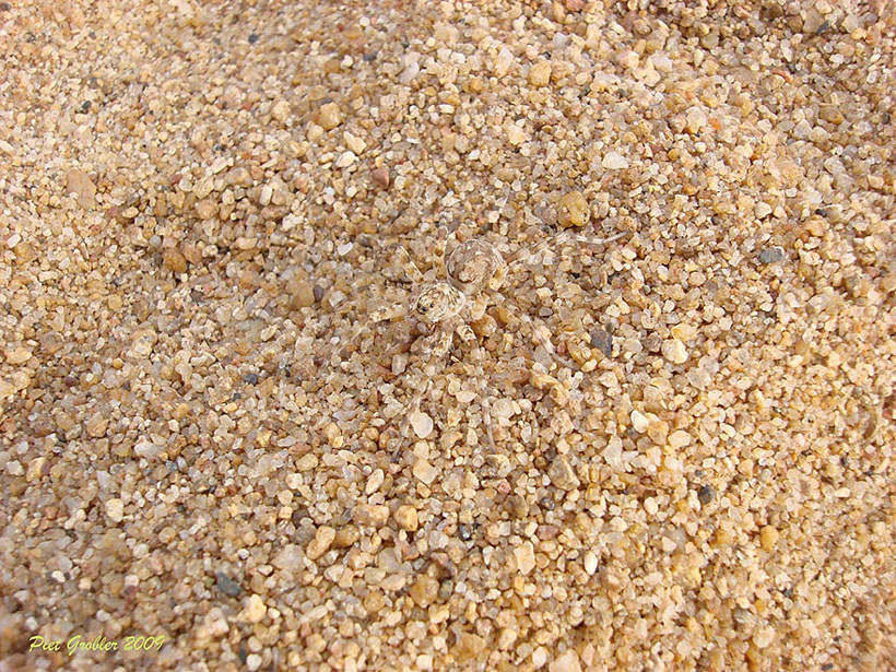 23-camouflages-spectaculaires-danimaux-qui-ne-manquent-pas-de-talent8