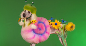 20-chiens-victimes-de-la-creativite-delirante-de-leur-maitre-une