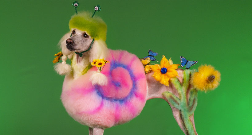 20-chiens-victimes-de-la-creativite-delirante-de-leur-maitre-une