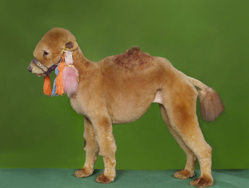 20-chiens-victimes-de-la-créativité-délirante-de-leur-maître10