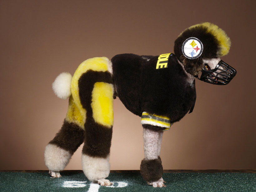 20-chiens-victimes-de-la-créativité-délirante-de-leur-maître11