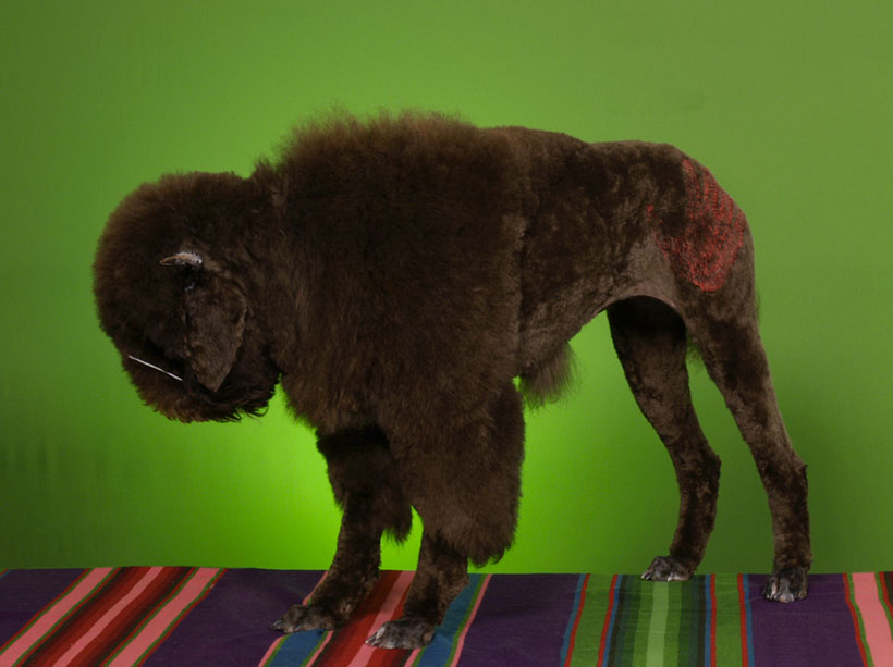 20-chiens-victimes-de-la-créativité-délirante-de-leur-maître12