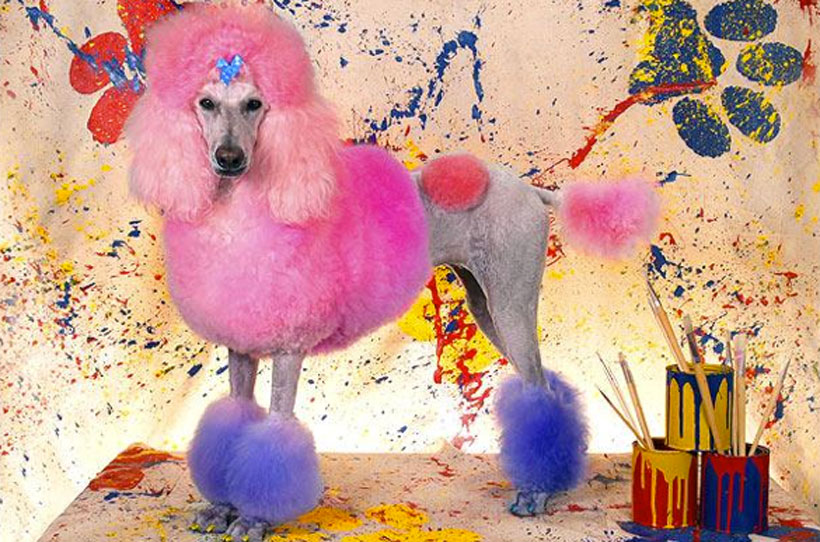 20-chiens-victimes-de-la-créativité-délirante-de-leur-maître13