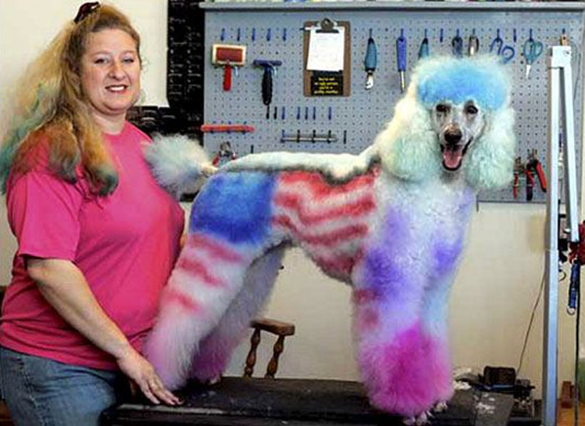 20-chiens-victimes-de-la-créativité-délirante-de-leur-maître15