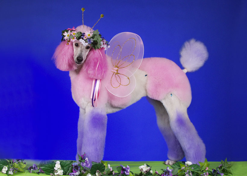 20-chiens-victimes-de-la-créativité-délirante-de-leur-maître4