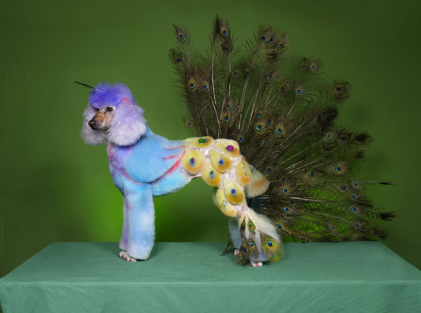 20-chiens-victimes-de-la-créativité-délirante-de-leur-maître5