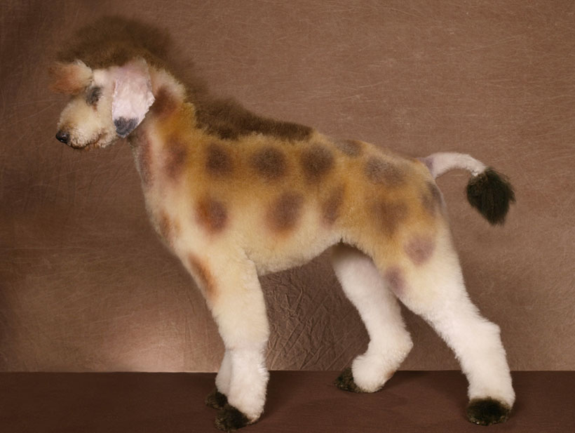 20-chiens-victimes-de-la-créativité-délirante-de-leur-maître6