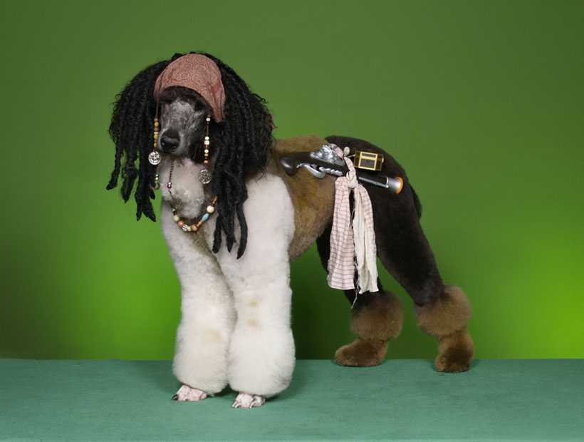 20-chiens-victimes-de-la-créativité-délirante-de-leur-maître7