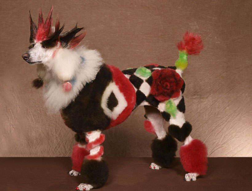 20-chiens-victimes-de-la-créativité-délirante-de-leur-maître9