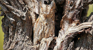 23-camouflages-spectaculaires-danimaux-qui-ne-manquent-pas-de-talent-une