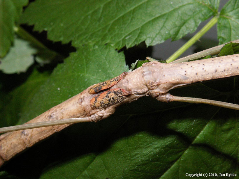 23-camouflages-spectaculaires-danimaux-qui-ne-manquent-pas-de-talent10