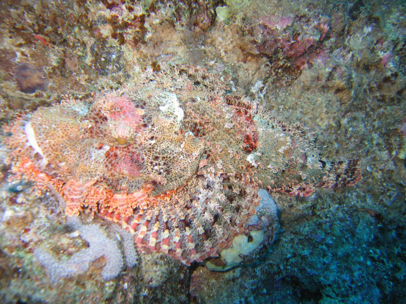 23-camouflages-spectaculaires-danimaux-qui-ne-manquent-pas-de-talent1