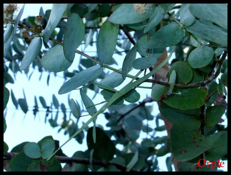 23-camouflages-spectaculaires-danimaux-qui-ne-manquent-pas-de-talent13