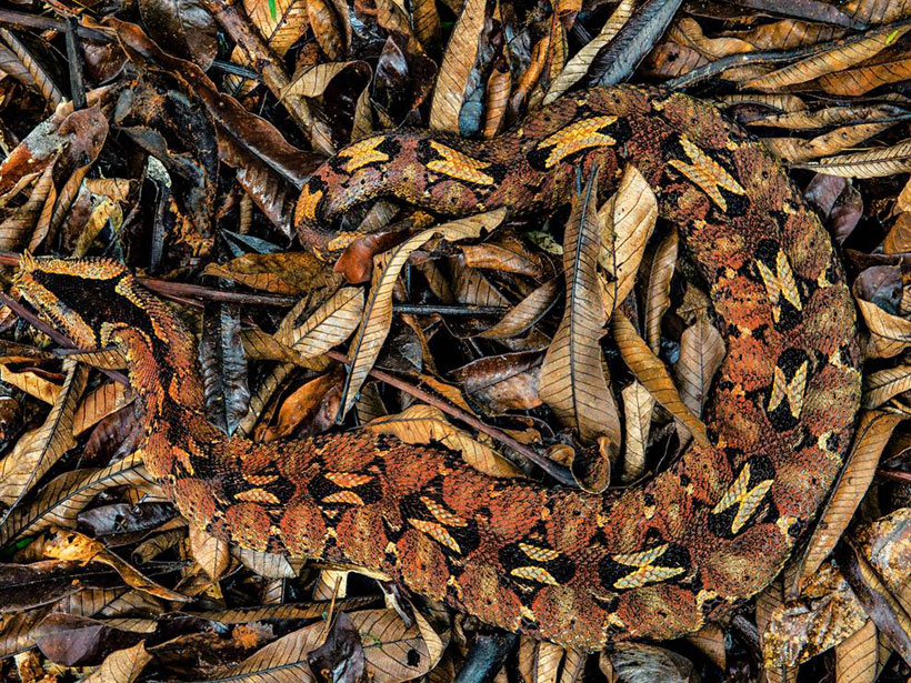 23-camouflages-spectaculaires-danimaux-qui-ne-manquent-pas-de-talent21