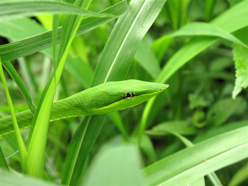 23-camouflages-spectaculaires-danimaux-qui-ne-manquent-pas-de-talent22-1