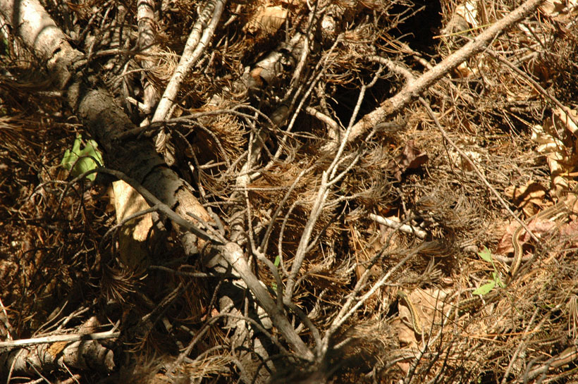 23-camouflages-spectaculaires-danimaux-qui-ne-manquent-pas-de-talent22-2