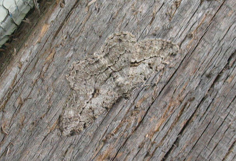 23-camouflages-spectaculaires-danimaux-qui-ne-manquent-pas-de-talent23-2