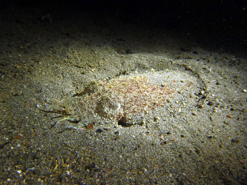 23-camouflages-spectaculaires-danimaux-qui-ne-manquent-pas-de-talent5