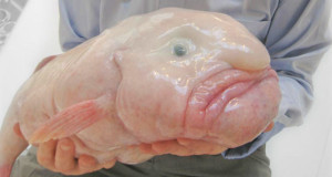 decouvrez-25-animaux-etranges-dont-vous-ignoriez-peut-etre-lexistence