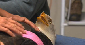 defigure-par-un-braconnier-cet-aigle-retrouve-lusage-de-son-bec-grace-a-limprimerie-3d-une