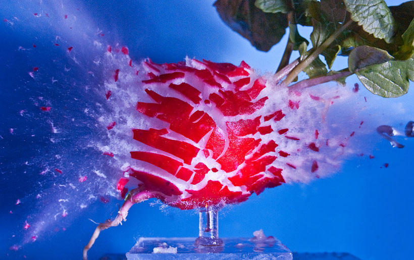 un-photographe-capture-le-moment-exact-dun-impact-et-sublime-lexplosion-des-objets6