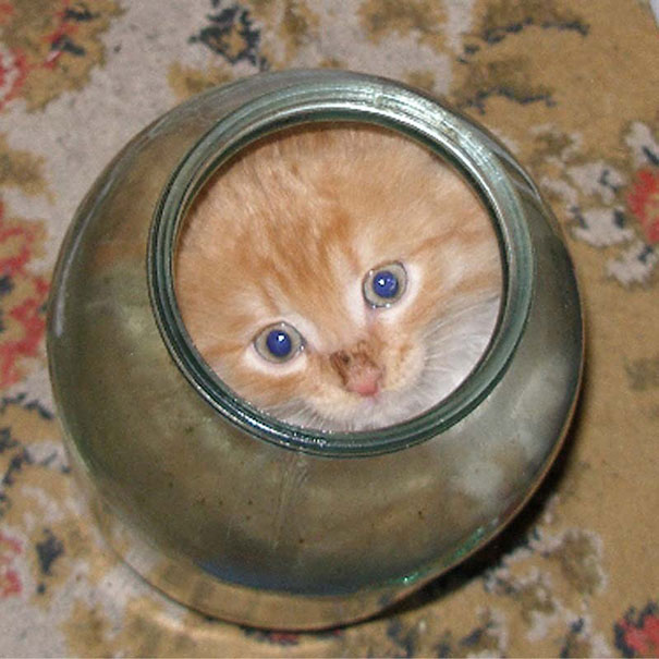 15-preuves-irrefutables-que-les-chats-sont-liquides-10