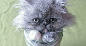 15-preuves-irrefutables-que-les-chats-sont-liquides